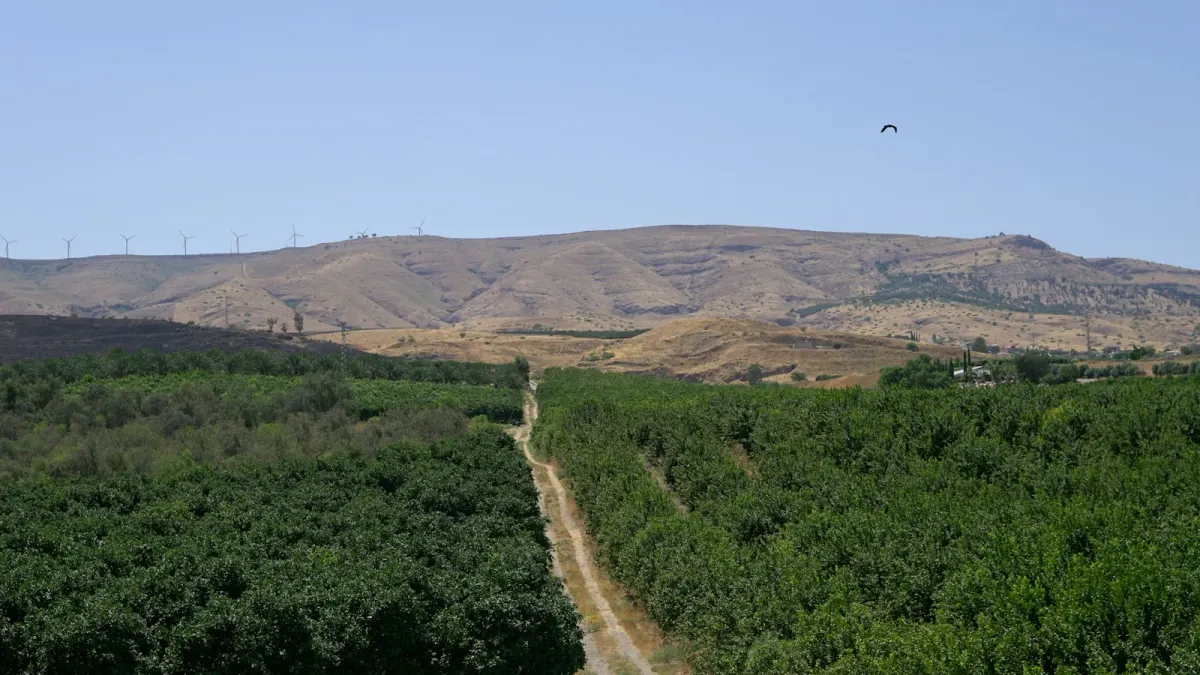 מטע בין גבעות